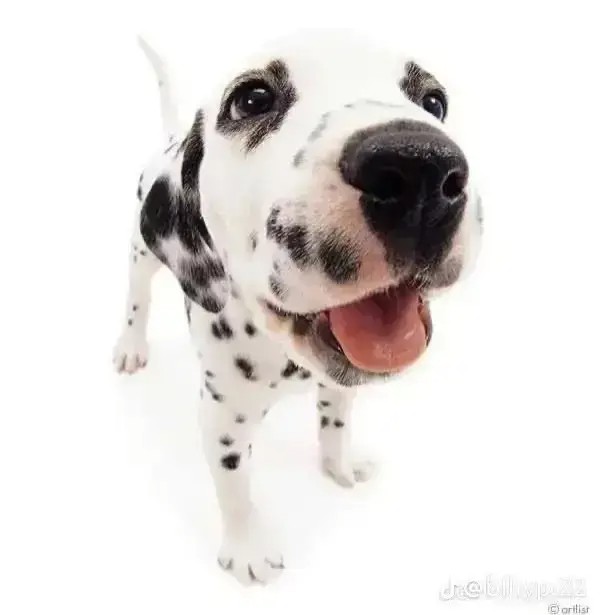 Create meme: the dog Dalmatian, Dalmatian, dog Dalmatians