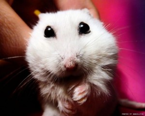 Create meme: Evil hamster