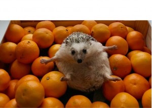 Create meme: pygmy hedgehog