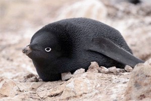 Create meme: The penguin is black, The penguin is a melanist, black penguin