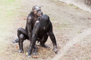 Create meme: Bonobo monkey, Bonobo chimp, female bonobos