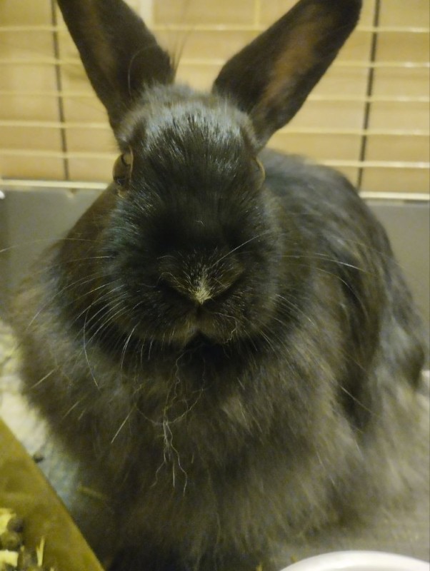 Create meme: black rabbits, Angora rabbit is black, rabbits Belgian giant black