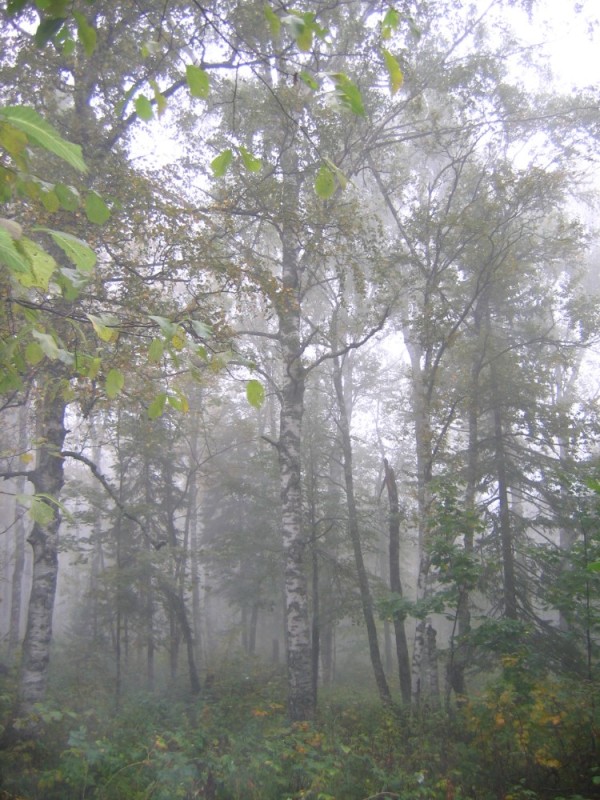 Create meme: morning forest, birch , fog forest