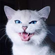 Создать мем: зевающая кошка, белая кошка, злой кот