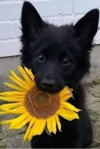 Create meme: black German shepherd, German shepherd puppy, dog