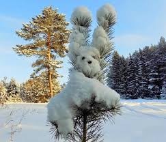 Create meme: pine in winter, winter nature, fluffy winter