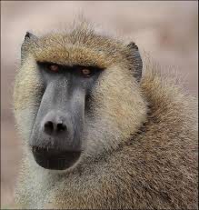 Create meme: baboons (papio), Kenya baboon, baboon