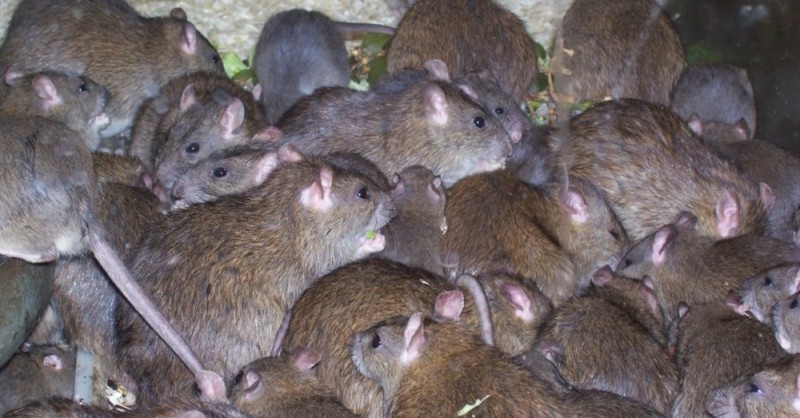 Создать мем: стая крыс, семейство крысиных пасюк, крысы в доме