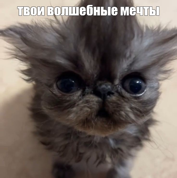 Create meme: cute cats , exotic kittens, curly cat