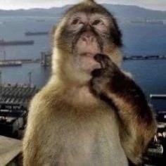 Create meme: the monkey is funny, monkey, photo of a monkey