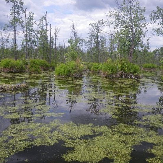 Create meme: swamp bog swamp, Belarus olmanskie marshes, swampy swamp