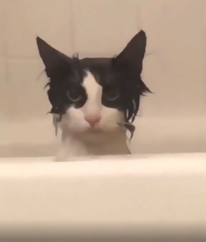Создать мем: кот кот, смешные котики, кошка в ванне