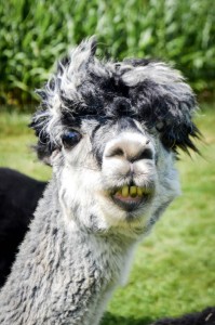 Create meme: alpaca is a type of llama, alpaca llama, Alpaca 