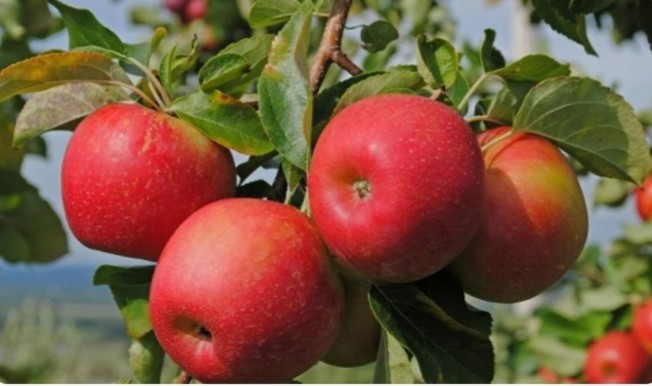 Create meme: rubinola apple tree, melba apple tree, apple tree variety