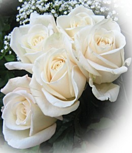 Create meme: Raushan name, Raushan picture, white roses png