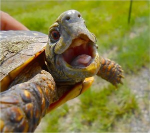 Create meme: turtle