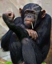Create meme: the common chimpanzee, male chimpanzees, chimpanzees