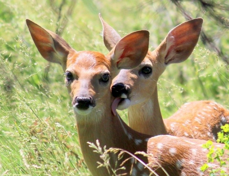 Create meme: little deer, spotted deer fawns, deer animal 