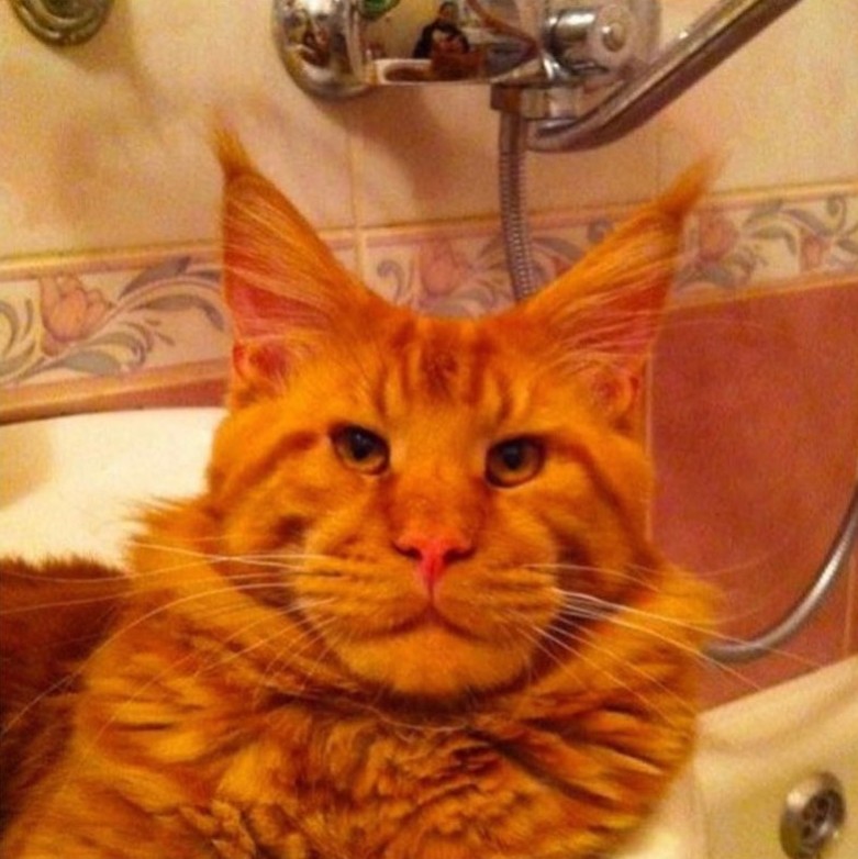 Create meme: red cat meme, Maine coon cats, maine coon