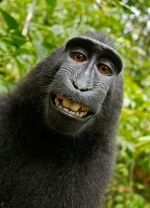 Create meme: monkey, baboon, gorilla funny