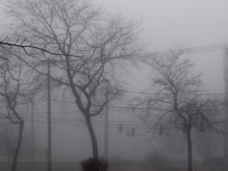 Create meme: haze is an atmospheric phenomenon, a tree in the fog, thick fog 