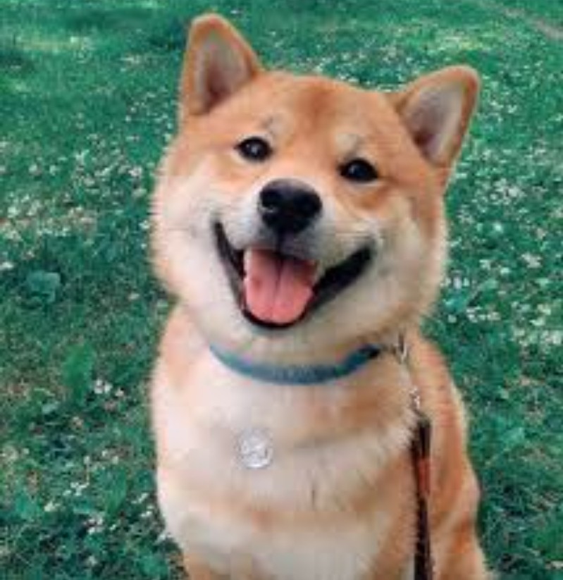 Create meme "Akita dog, the breed is Shiba inu" - Pictures - Meme