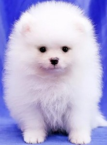 Create meme: Pomeranian bear, breed Spitz, Pomeranian