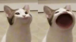 Create meme: screaming cat , the cat opened his mouth meme, meme cat 