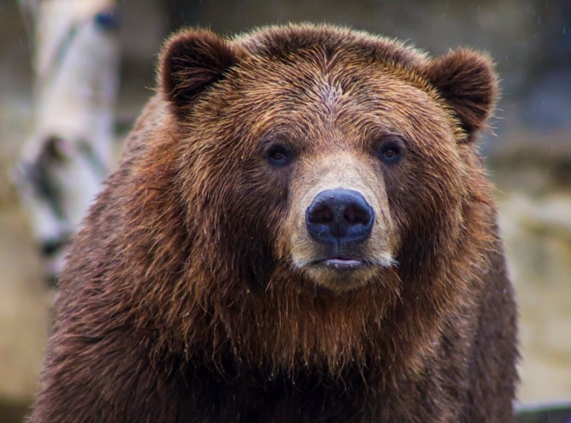 Create meme: grizzly bear , brown bear , grizzly bear muzzle