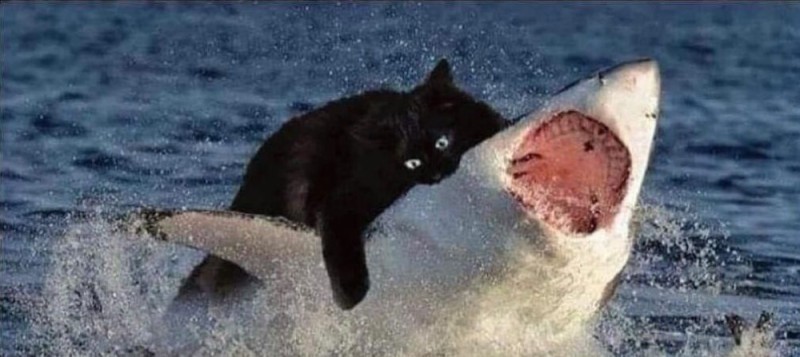 Create meme: shark cat, shark cat , cat shark meme