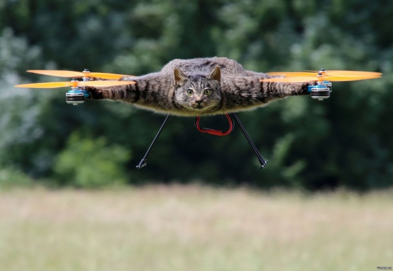 Создать мем: летающий кот, дрон квадрокоптер, кот на квадрокоптере