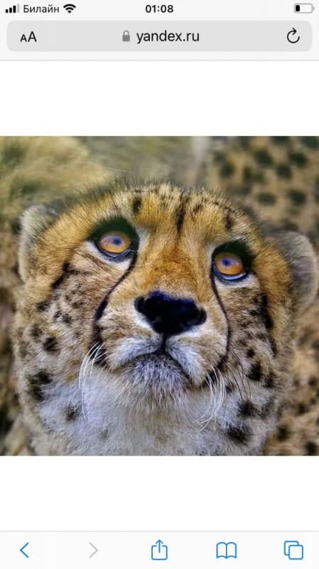 Create meme: Cheetah face, animal faces, cheetah's eye color