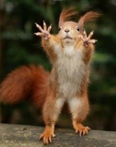 Create meme: funny squirrels, funny squirrel