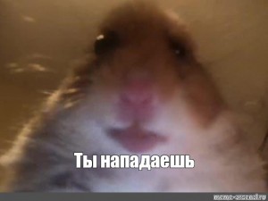 Create meme: screaming hamster meme, surprised hamster, memes hamster