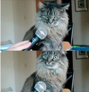Create meme: cat, did you know that meme cat, cat with microphone