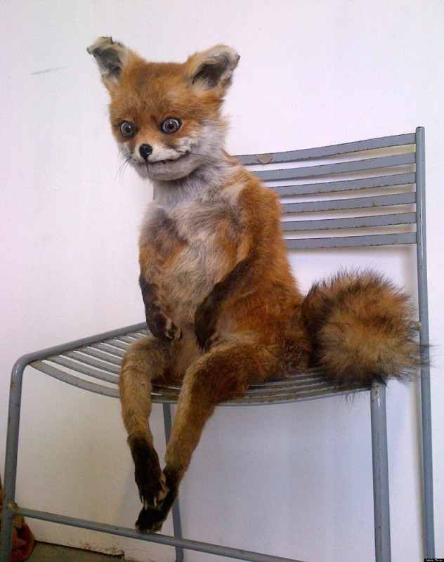 Create meme: a stuffed fox is a stoned fox, Fox stuffed animal , a stuffed Fox meme