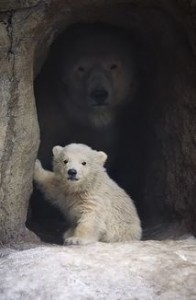 Create meme: bear, bear cub, polar bear
