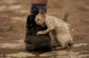 Create meme: humanity, homeless, homeless kittens