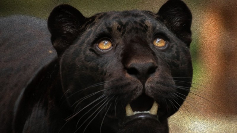 Create meme: black jaguar, black panther jaguar, k2 black panther