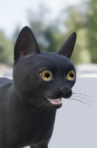 Создать мем: черный сфинкс, канадский сфинкс кошка, кошка