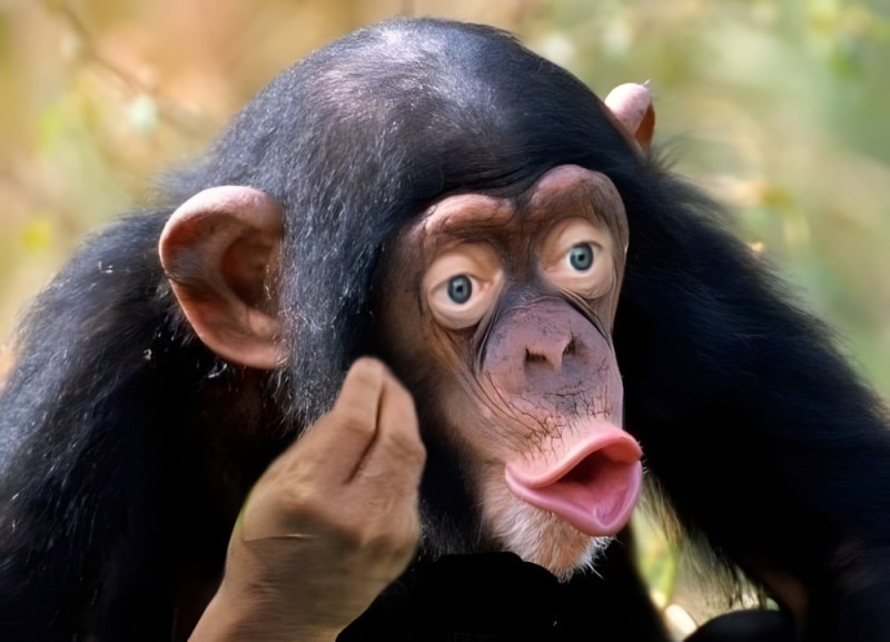 Create meme: meme monkey , monkey with lips, lip chimpanzee