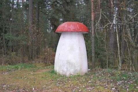 Create meme: aspen mushroom, mushrooms mushrooms, noble mushrooms