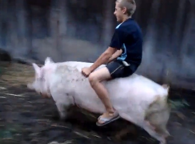 Create meme: riding on a pig, riding a boar, video riding a pig
