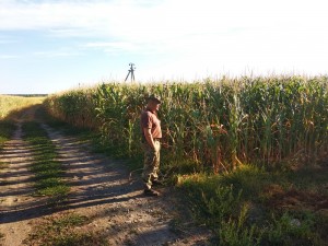 Создать мем: Человек, полевая дорога, поле с кукурузой
