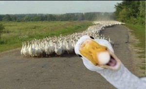 Create meme: duck, meme goose, memes Gus
