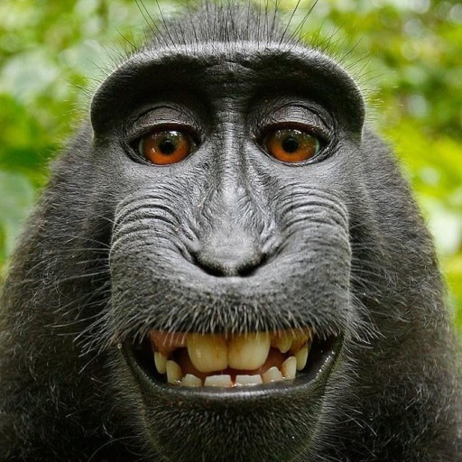 Create meme: funny animal faces, selfie monkey , hoverbot electric scooter