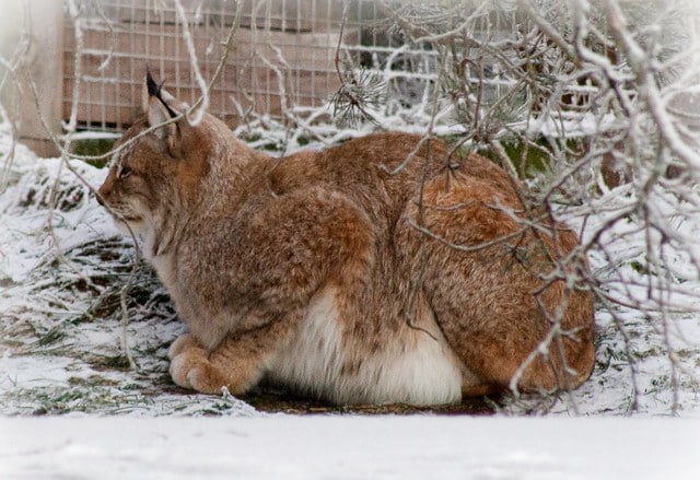 Create meme: Siberian lynx, The big lynx, common lynx