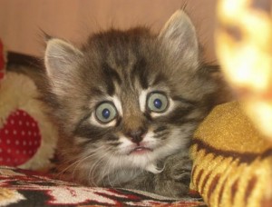 Create meme: cat, kittens the Maine Coon, cats kittens