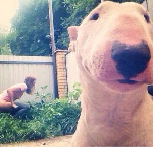 Create meme: selfie animals, funny selfie animals