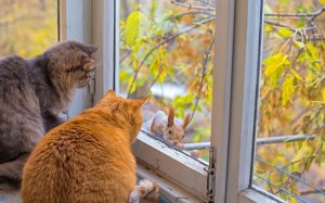 Создать мем: две кошки на окошке, коты за окном, кот смотрит в окно